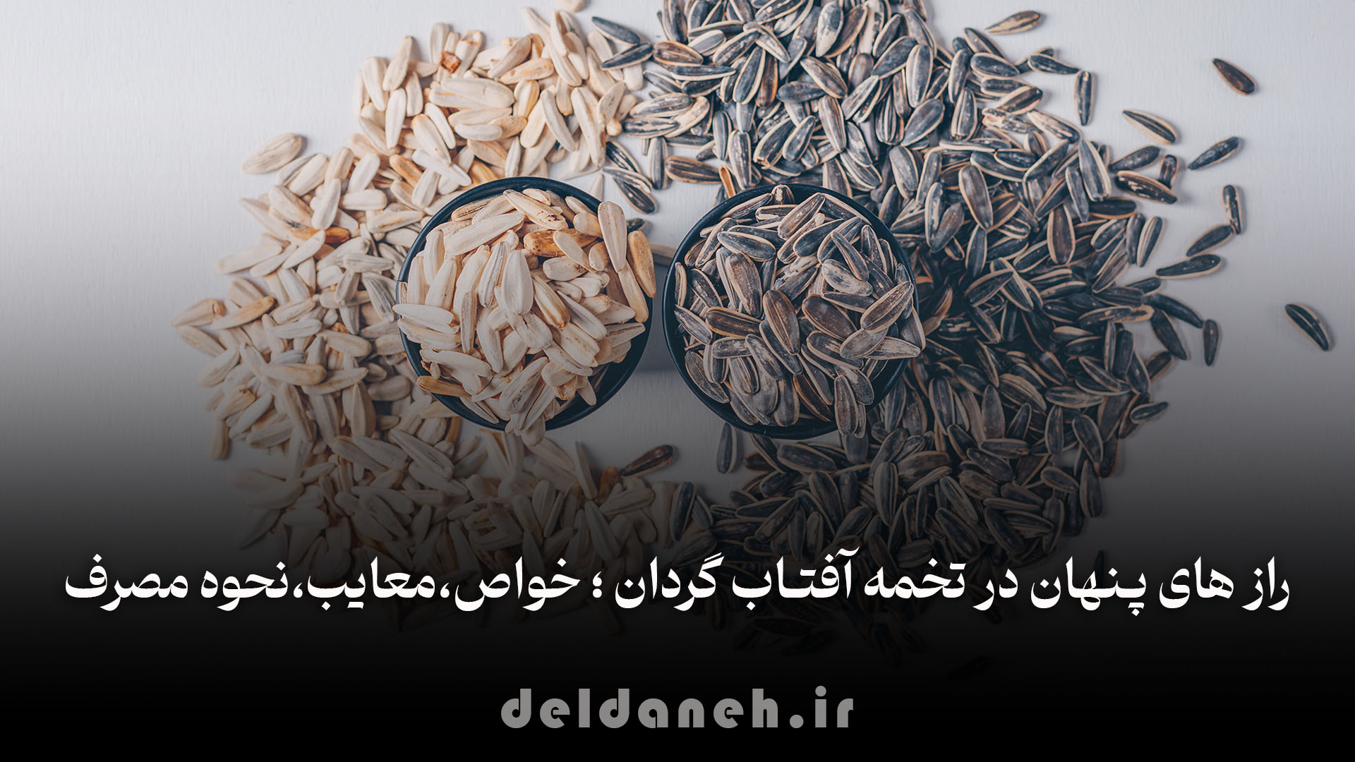 عکس تخمه آفتابگردان